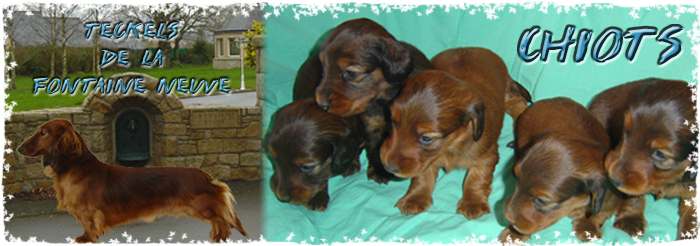 Chiots